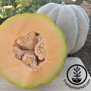 Melon Seeds - Iroquois