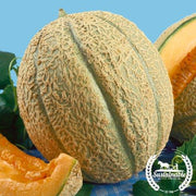 Melon Seeds - Schoon's Hardshell - Organic