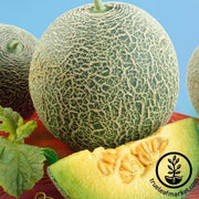 Melon Seeds - Scrumptious F1