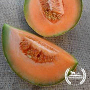 Organic Sierra Gold Melon Seeds