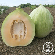 Melon Seeds - White Crenshaw