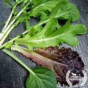 Mesclun Gourmet Organic Greens Lettuce Mix Seeds