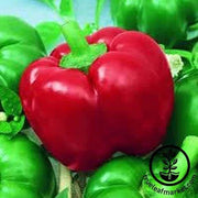 mexibell hybrid f1 hot sweet pepper