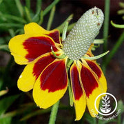 Mexican Hat Flower Seed