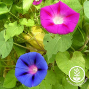 Morning Glory Mixed Colors Seed