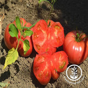 Tomato Mortgage Lifter Seed