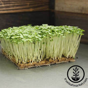 Mustard - Southern Giant Curled - Microgreens Seeds