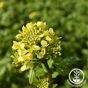 Mustard Seeds - White Gold  - Mighty Mustard® - Cover Crop