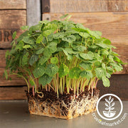 Nasturtium Seeds - Alaska - Microgreens Seeds