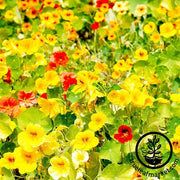 Nasturtium Flower Seeds - Whirlybird Mix Full Grown