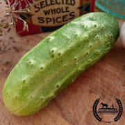 Cucumber Seeds - National Pickling - Organic