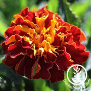 French Marigold Naughty Marietta Flower Seeds