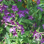Nicotiana Perfume Deep Purple Seed