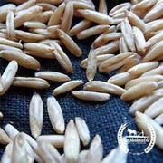 Organic Hulless Oat Grain Seeds