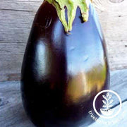 odyssey f1 hybrid eggplant