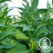 Ohio Dutch Tobacco Seeds