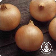 Onion Candy Hybrid Seed