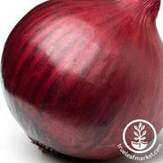 Red Creole Onion Seeds - Non-GMO