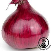 Red Grano Onion Seeds - Non-GMO