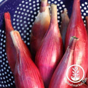 Red Torpedo Onion Seeds - Non-GMO