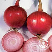Onion - Southport Red Globe Garden Seed