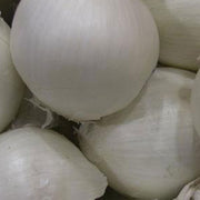 Onion - Long - Southport White Globe 404