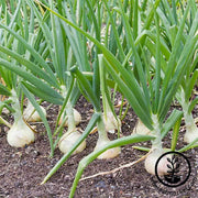 Onion White Grano Treated Seed