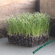 Onion - Bunching - Evergreen (Organic) - Microgreens Seeds