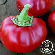 Pepper Seeds - Hot - Alma Paprika