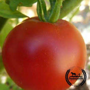Tomato Seeds - Slicing - Boxcar Willie (Organic)