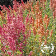 Quinoa Seeds - Brightest Brilliant Rainbow - Organic