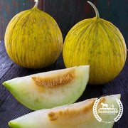 Melon Seeds - Casaba Sungold - Organic