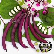 Bean Seeds - Pole - Dow Purple Pod - Organic