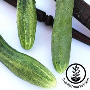 Cucumber Seeds - English Telegraph
