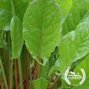 Sorrel Seeds - Garden - Organic