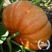Squash Seeds - Hopi Orange (Organic)