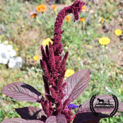 Amaranth Seeds - Hopi Red Dye - Organic