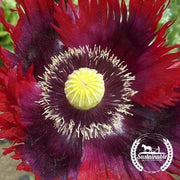 Poppy Seeds - Jimis Flag Mix - Organic