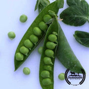 Pea Seeds - Progress No. 9 (Organic)