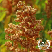Quinoa Seeds - Oro de Valle - Organic