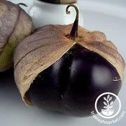 Tomatillo Seeds - Purple