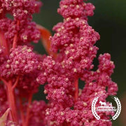 Quinoa Seeds - Red Head Quinoa - Organic