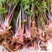 Celery Seeds - Red Stalk - Organic