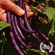 Bean Seeds - Bush - Royalty Purple Pod (Organic)