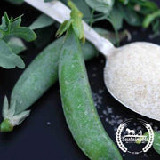 Pea Seeds - Snap - Sugar Daddy (Organic)