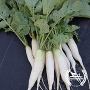 Radish Seeds - White  Icicle - Organic
