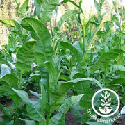 Gold Leaf Orinoco Tobacco Seeds