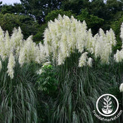 Pampas Grass Argentea White Seed
