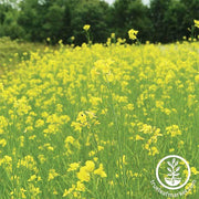 Mustard Seeds - Pacific Gold - Mighty Mustard® - Cover Crop