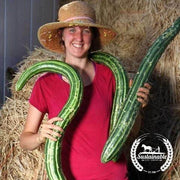 Organic Painted Serpent Cucumber Seeds